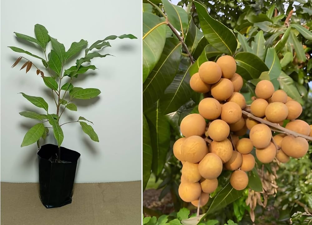 Lubi Longan Fruit Plant | Sweet Exotic Lychee-Like Fruit — photo 3