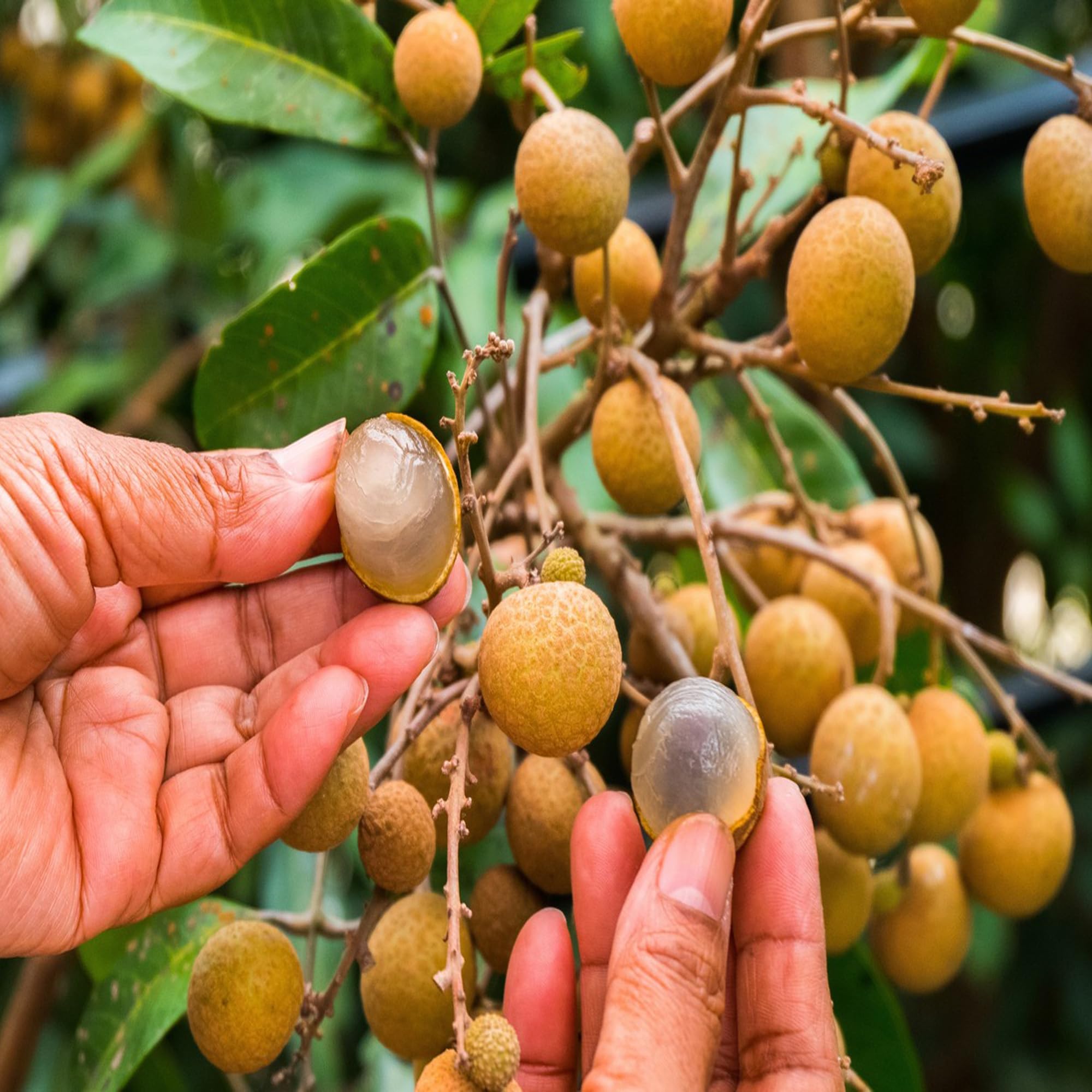 Khaki Longan Fruit Plant | Sweet Golden Exotic | Premium Tropical Variety