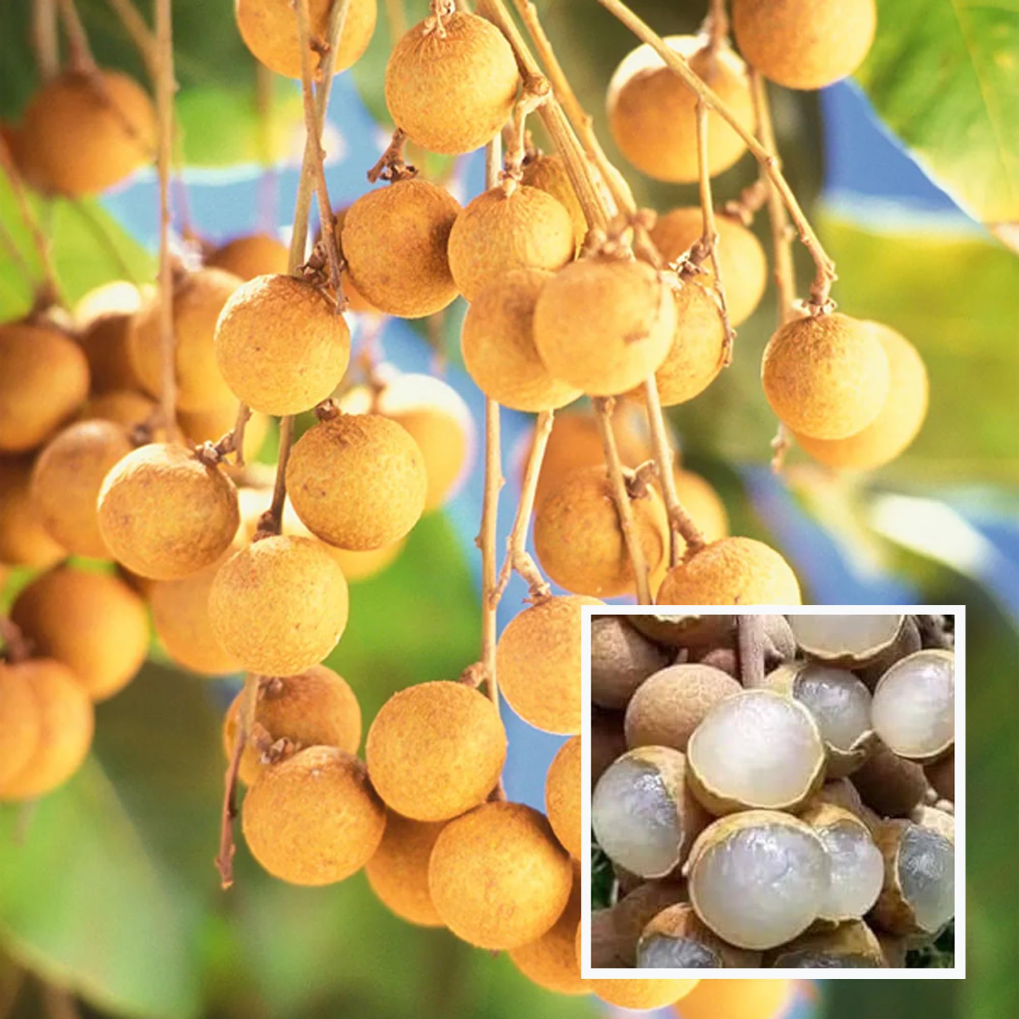 Khaki Longan Fruit Plant | Sweet Golden Exotic | Premium Tropical Variety — photo 3