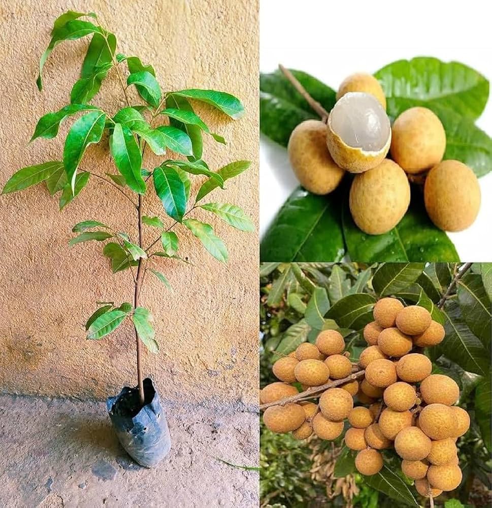 4 Season Longan Plant | Year-Round Fruit | Sweet Exotic Variety — photo 3