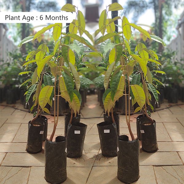 Durian Fruit Plant | King of Fruits | Premium Exotic Variety — photo 2