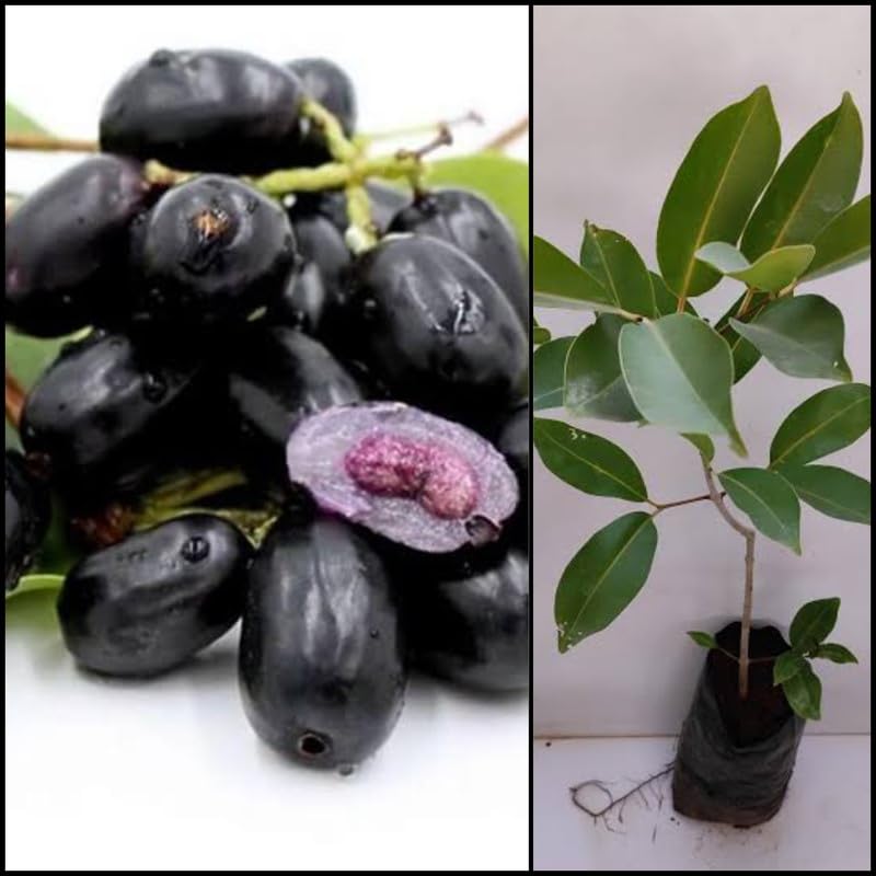Black Jamun Plant | Sweet Purple Fruit | Premium Healthy Variety