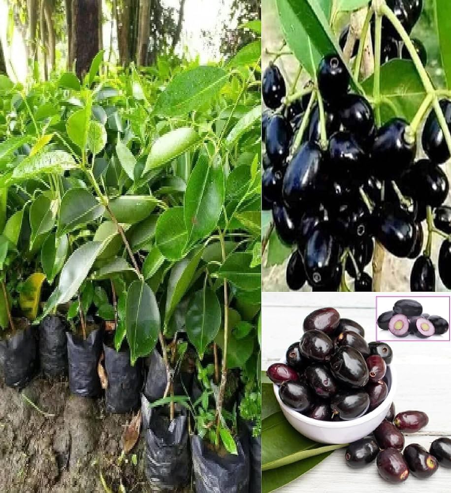 Black Jamun Plant | Sweet Purple Fruit | Premium Healthy Variety — photo 2