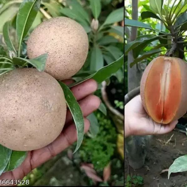 Cricket Ball Sapota Grafted Plant | Large Sweet Chiku | Premium Variety