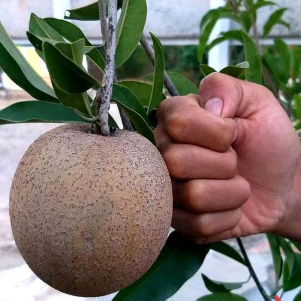 Cricket Ball Sapota Grafted Plant | Large Sweet Chiku | Premium Variety — photo 2