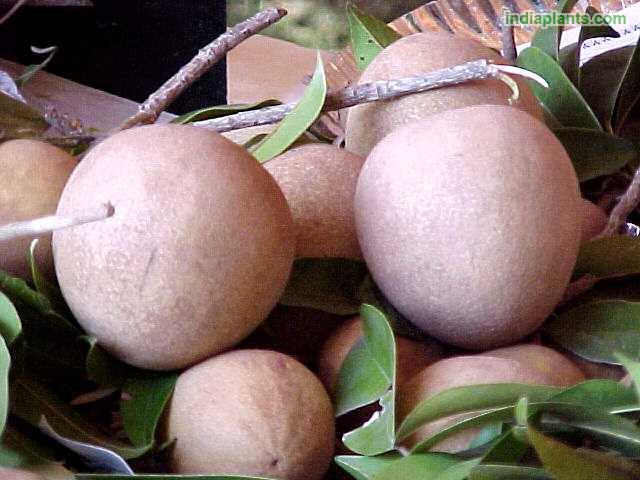 Cricket Ball Sapota Grafted Plant | Large Sweet Chiku | Premium Variety — photo 3