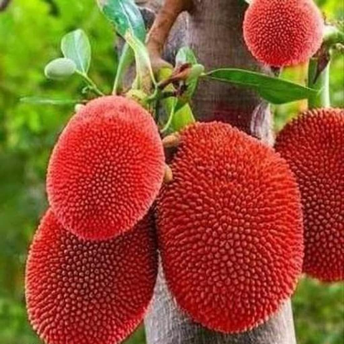 Red Jackfruit Grafted Plant | Sweet Red Flesh | Premium Fast-Fruiting Variety