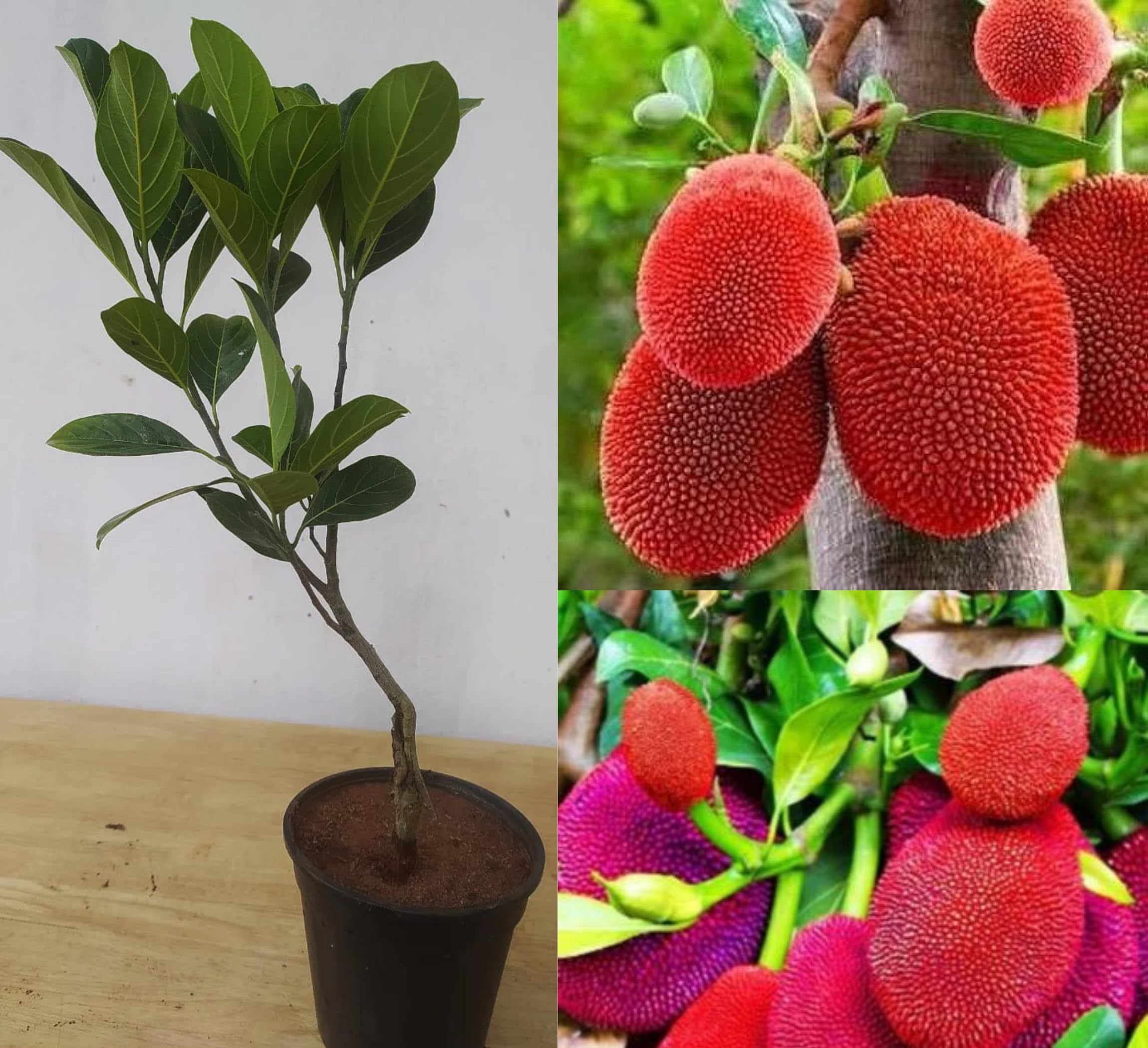 Red Jackfruit Grafted Plant | Sweet Red Flesh | Premium Fast-Fruiting Variety — photo 2