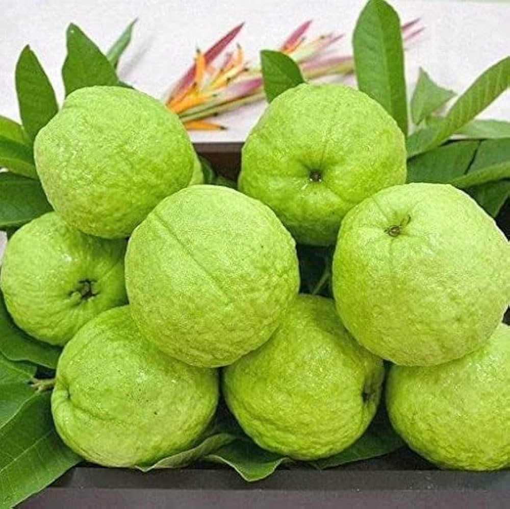 Lucknow-49 Guava Plant | Large Sweet Guava | Premium High-Yield Variety