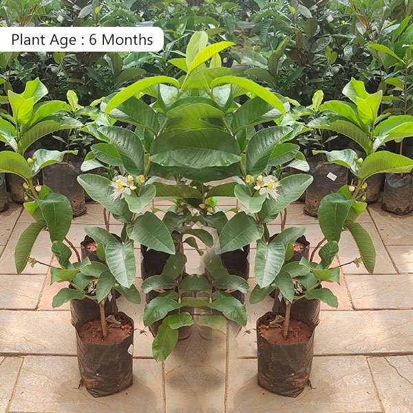 Lucknow-49 Guava Plant | Large Sweet Guava | Premium High-Yield Variety — photo 2