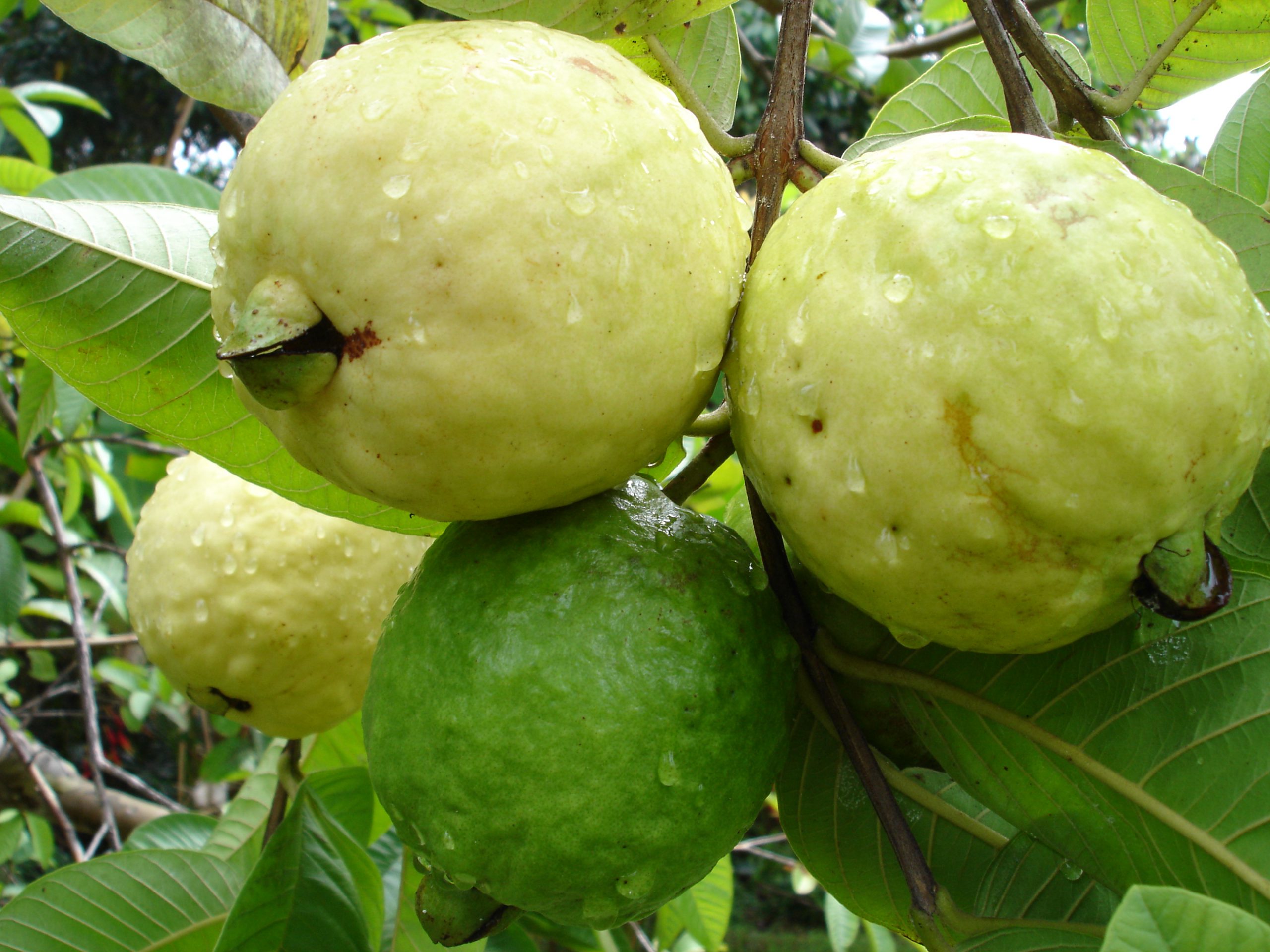 Thailand Sweet Guava Plant | Extra Sweet & Crispy | Premium Thai Hybrid