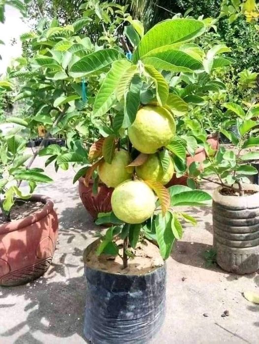 Thailand Sweet Guava Plant | Extra Sweet & Crispy | Premium Thai Hybrid — photo 2