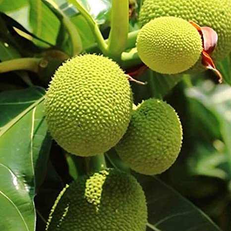 Breadfruit Plant | Nutritious Cooking Fruit | Premium Tropical Variety