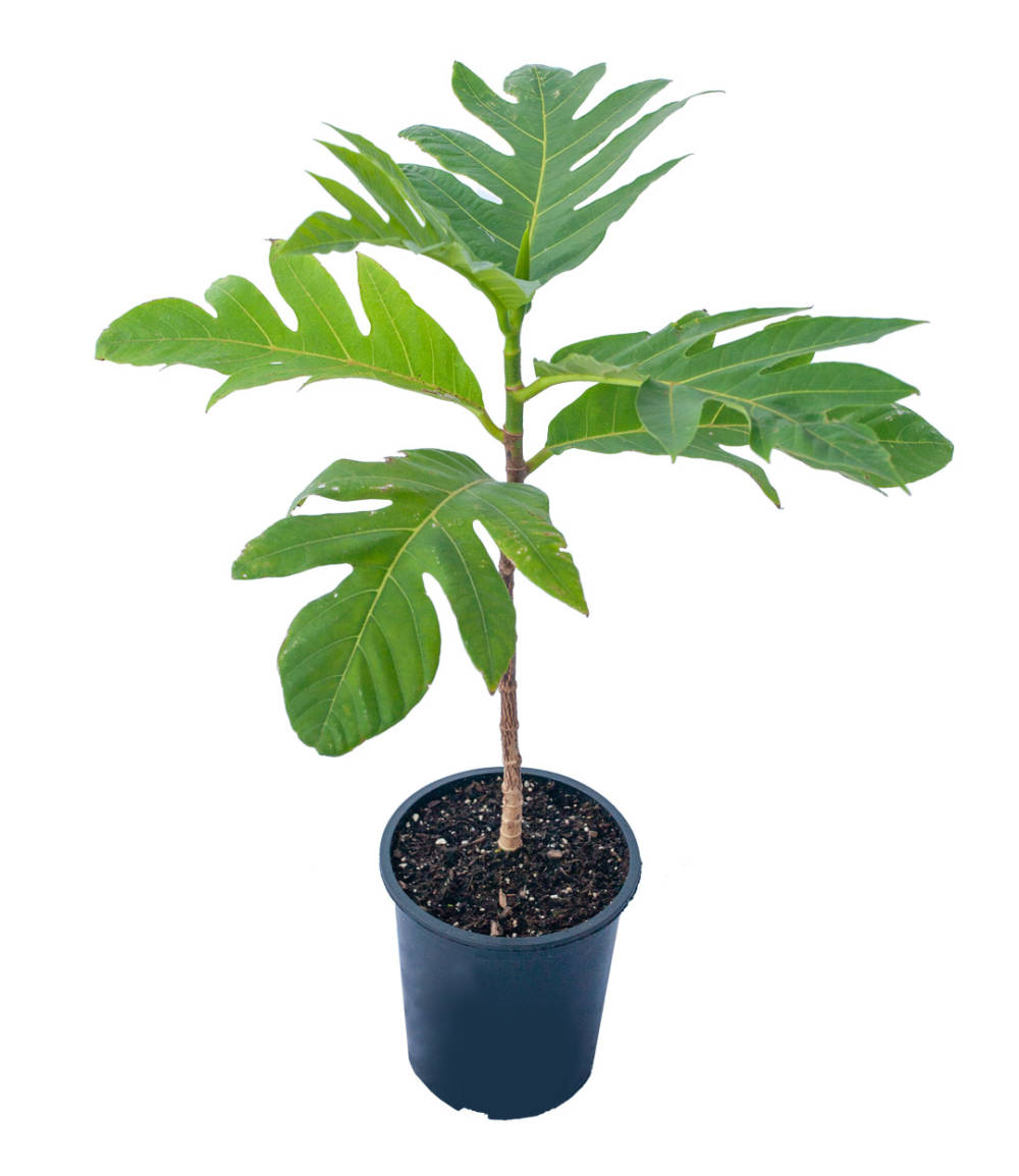 Breadfruit Plant | Nutritious Cooking Fruit | Premium Tropical Variety — photo 2