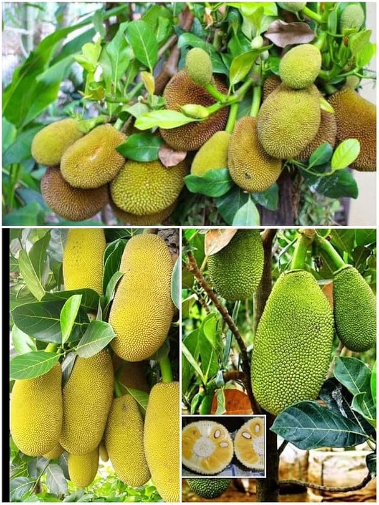 All Time Jackfruit Grafted Plant | Year-Round Fruiting | Sweet Premium Variety