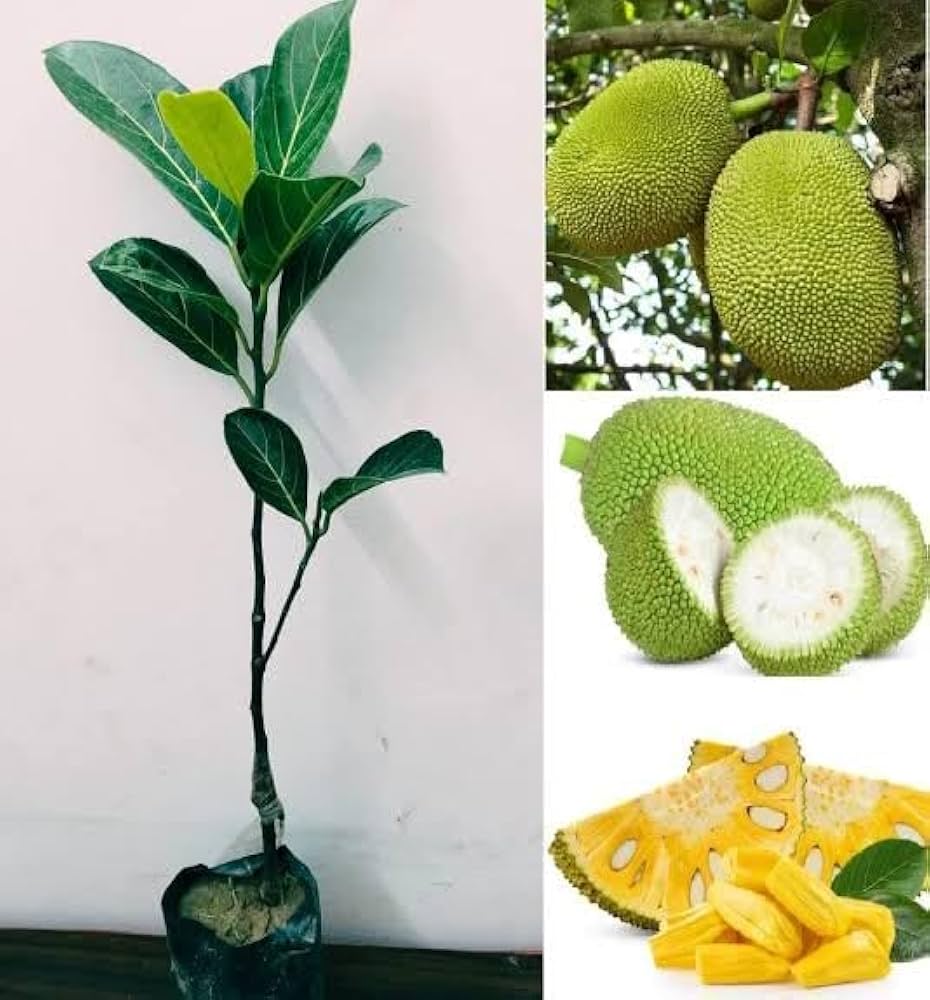 All Time Jackfruit Grafted Plant | Year-Round Fruiting | Sweet Premium Variety — photo 2