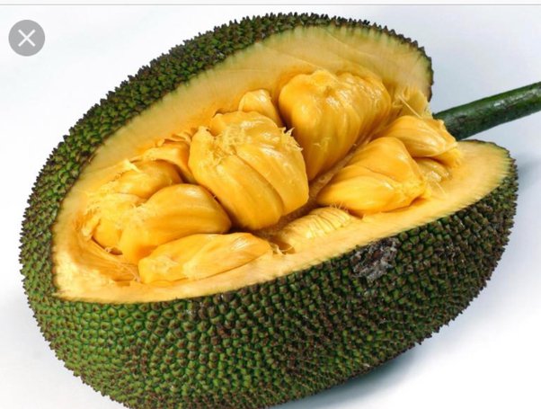 All Time Jackfruit Grafted Plant | Year-Round Fruiting | Sweet Premium Variety — photo 3