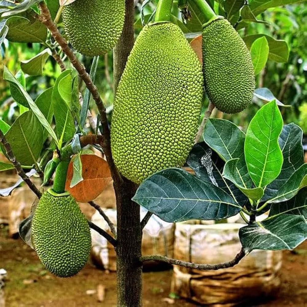 All Time Jackfruit Grafted Plant | Year-Round Fruiting | Sweet Premium Variety — photo 4