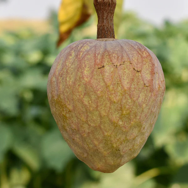 Ramphal Grafted Plant | Sweet Creamy Fruit | Premium Early-Fruiting Variety