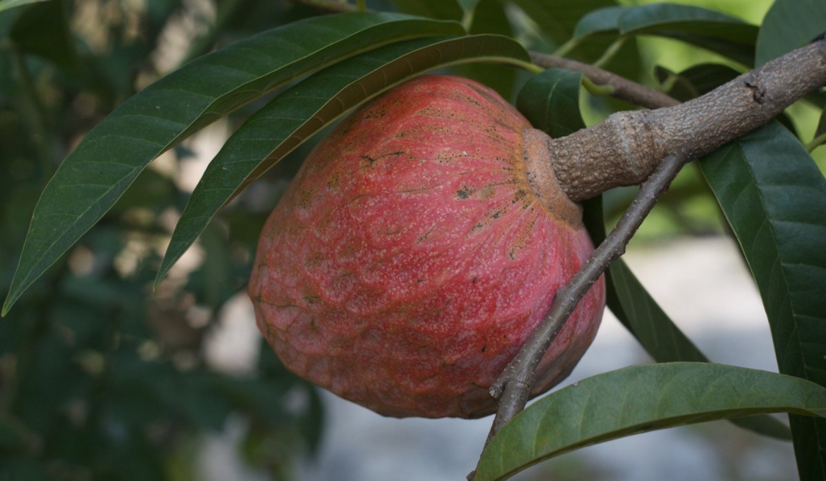 Ramphal Grafted Plant | Sweet Creamy Fruit | Premium Early-Fruiting Variety — photo 2