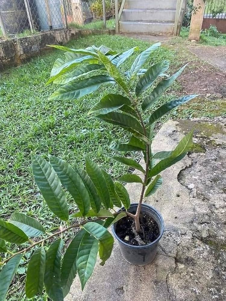 Ramphal Grafted Plant | Sweet Creamy Fruit | Premium Early-Fruiting Variety — photo 3