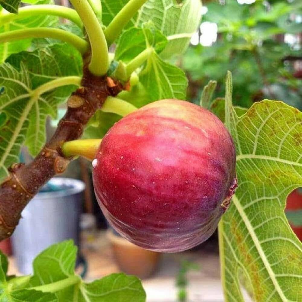 Big Leaf Anjura Plant | Sweet Fig Fruit | Premium Large-Leaf Variety