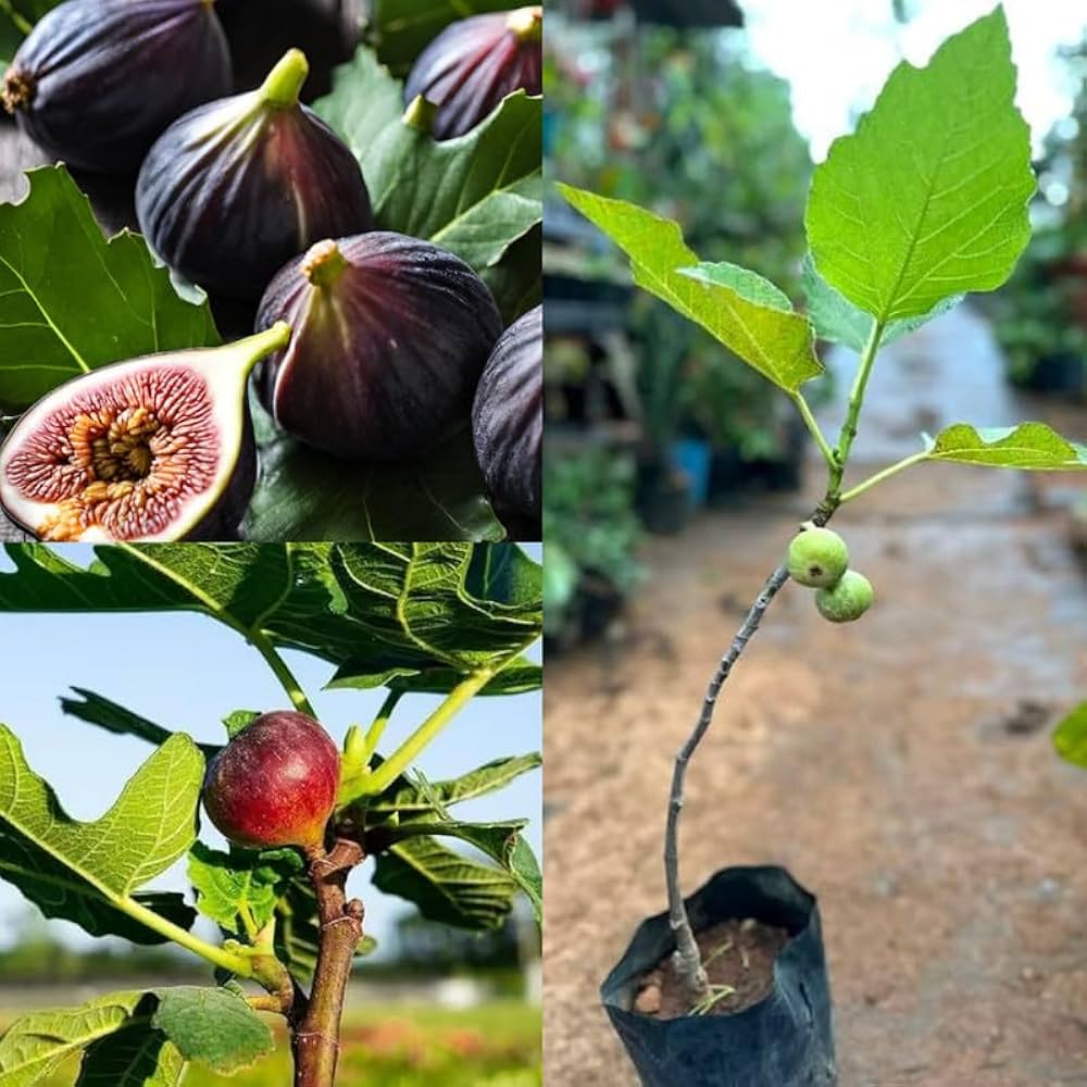 Big Leaf Anjura Plant | Sweet Fig Fruit | Premium Large-Leaf Variety — photo 2