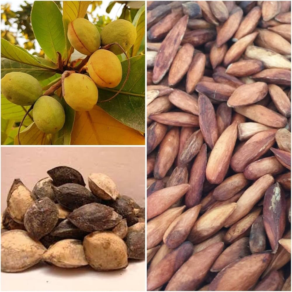 Indian Almond Fruit Plant | Nutritious Edible Seed | Premium Tropical Variety