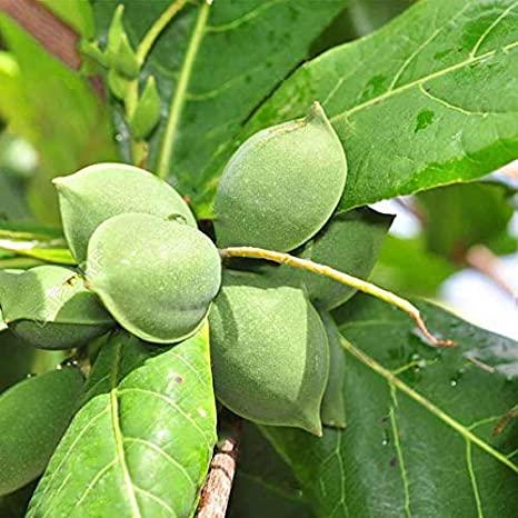 Indian Almond Fruit Plant | Nutritious Edible Seed | Premium Tropical Variety — photo 2