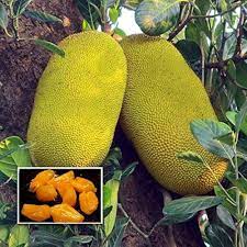 Vietnam Jackfruit Grafted Plant | Sweet Soft Flesh | Premium Fast-Fruiting Variety