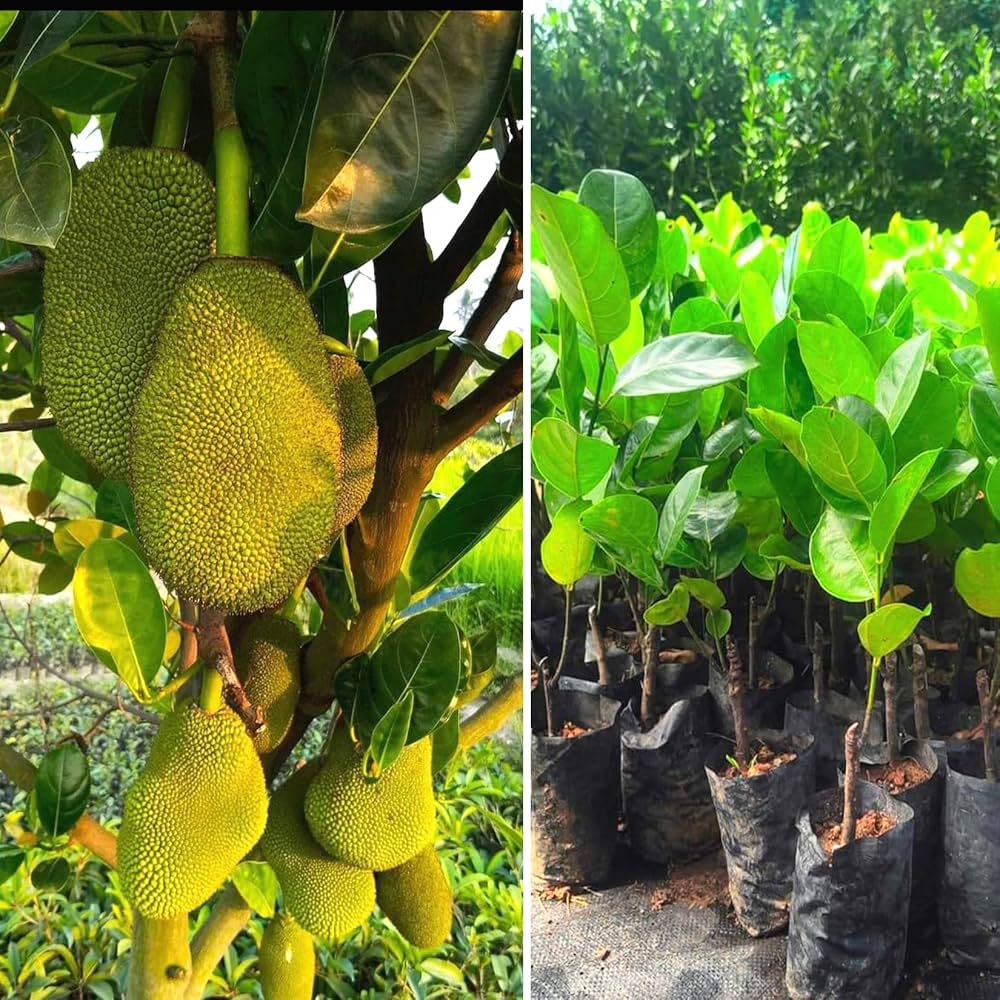 Vietnam Jackfruit Grafted Plant | Sweet Soft Flesh | Premium Fast-Fruiting Variety — photo 2