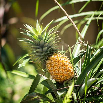 Pineapple Fruit Plant | Sweet Golden Fruit | Premium Tropical Variety