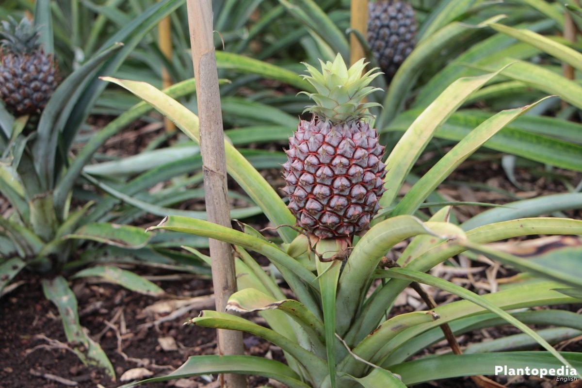 Pineapple Fruit Plant | Sweet Golden Fruit | Premium Tropical Variety — photo 2