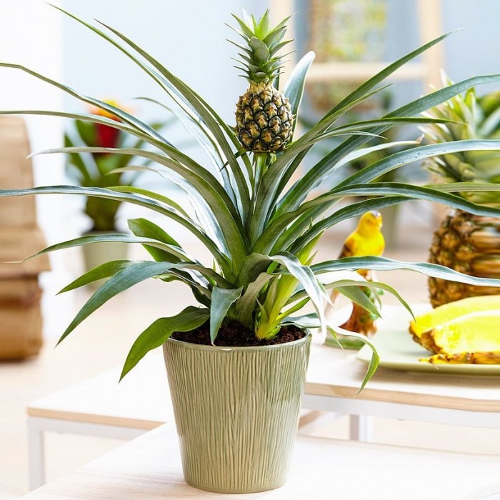 Pineapple Fruit Plant | Sweet Golden Fruit | Premium Tropical Variety — photo 3