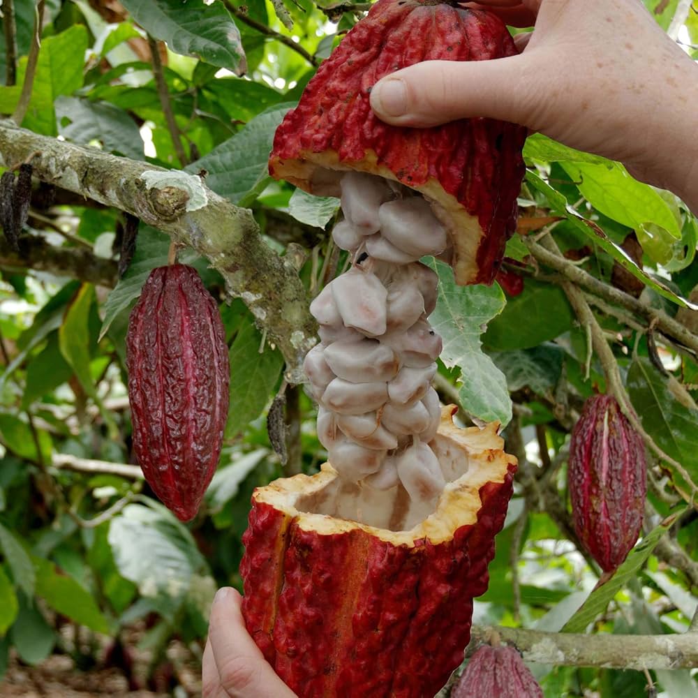 Cocoa Fruit Plant | Chocolate Bean Tree | Premium Tropical Variety