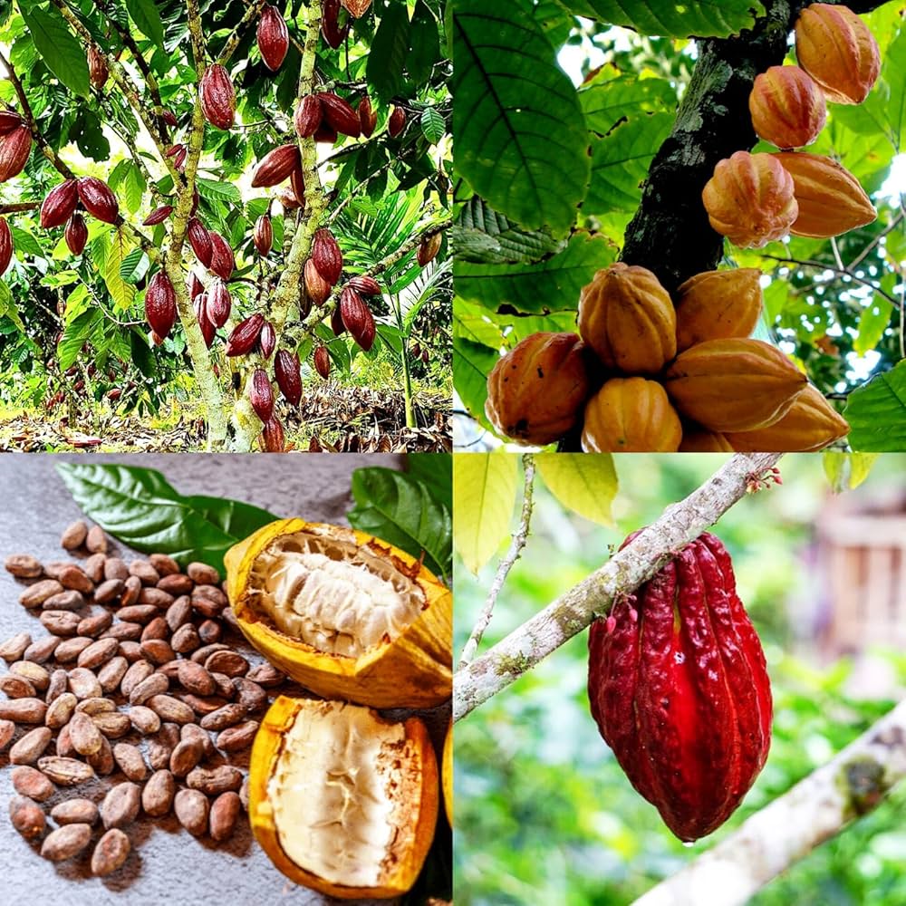 Cocoa Fruit Plant | Chocolate Bean Tree | Premium Tropical Variety — photo 2