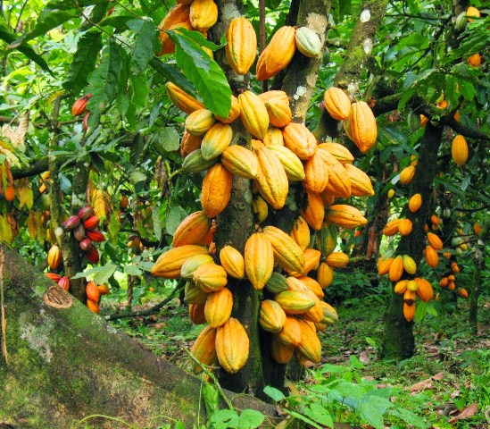 Cocoa Fruit Plant | Chocolate Bean Tree | Premium Tropical Variety — photo 3