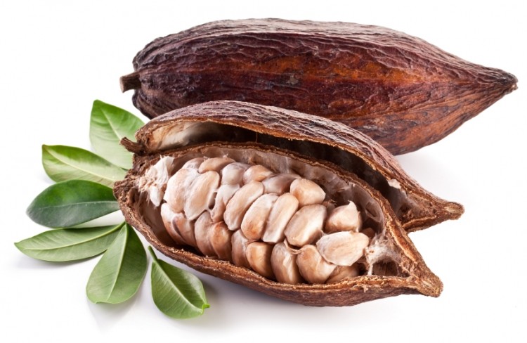 Cocoa Fruit Plant | Chocolate Bean Tree | Premium Tropical Variety — photo 4