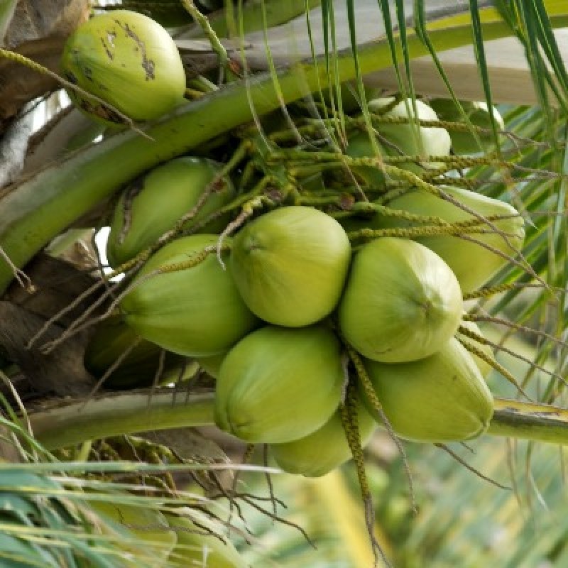 Coconut Fruit Plant | Sweet Water Coconut | Premium Tropical Variety