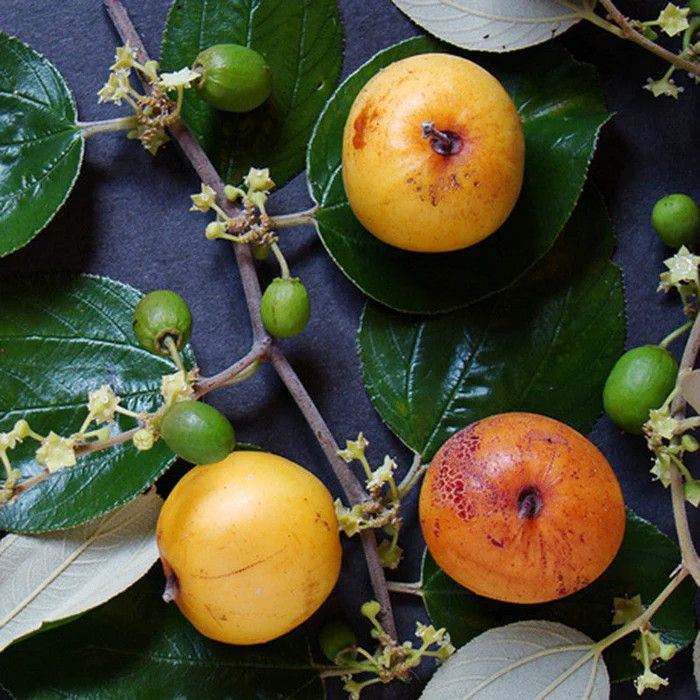 Indian Jujubee Gola Grafted Plant | Sweet Round Ber | Early Fruiting Variety