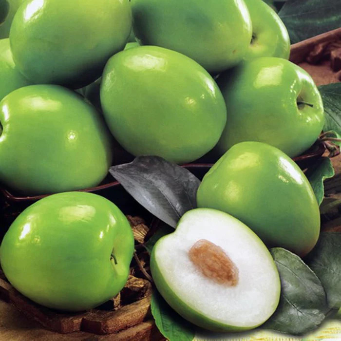 Indian Jujubee Gola Grafted Plant | Sweet Round Ber | Early Fruiting Variety — photo 2