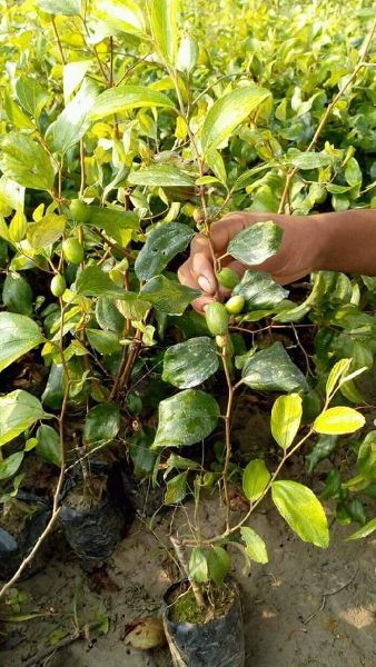 Indian Jujubee Gola Grafted Plant | Sweet Round Ber | Early Fruiting Variety — photo 3