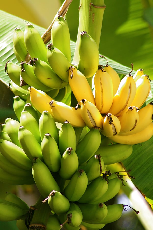 Thai Banana Plant | Large Sweet Banana | Premium High-Yield Variety
