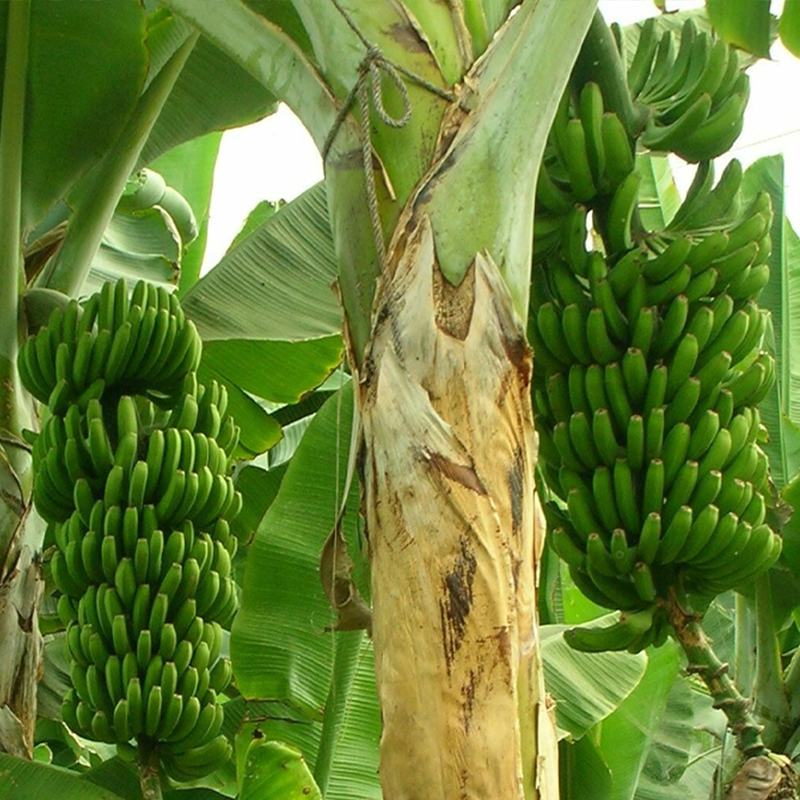Thai Banana Plant | Large Sweet Banana | Premium High-Yield Variety — photo 2