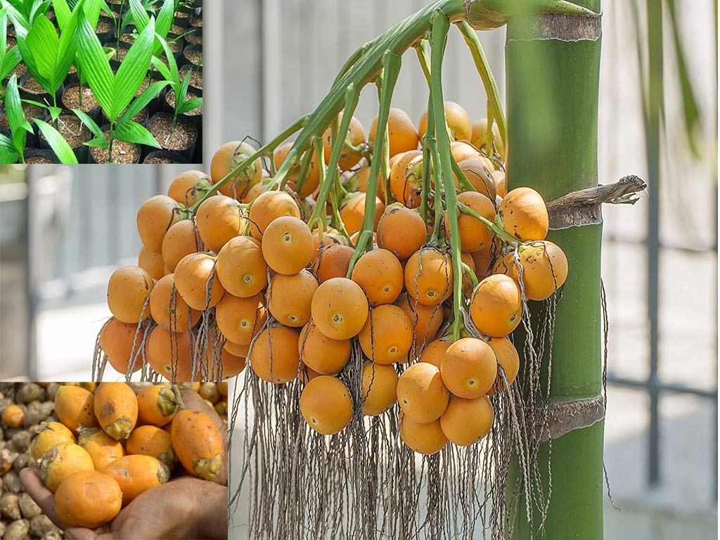 Betel Nut Dwarf Plant | Compact Supari Tree | Premium Tropical Variety
