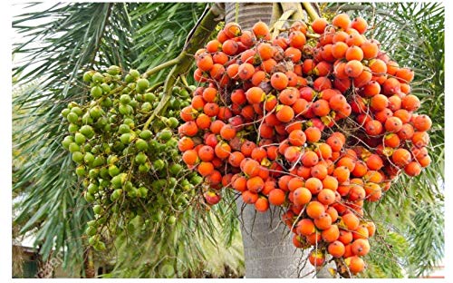 Betel Nut Dwarf Plant | Compact Supari Tree | Premium Tropical Variety — photo 2