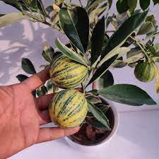 Variegated Mosambi Grafted Plant | Sweet Lime | Premium Dual-Color Variety