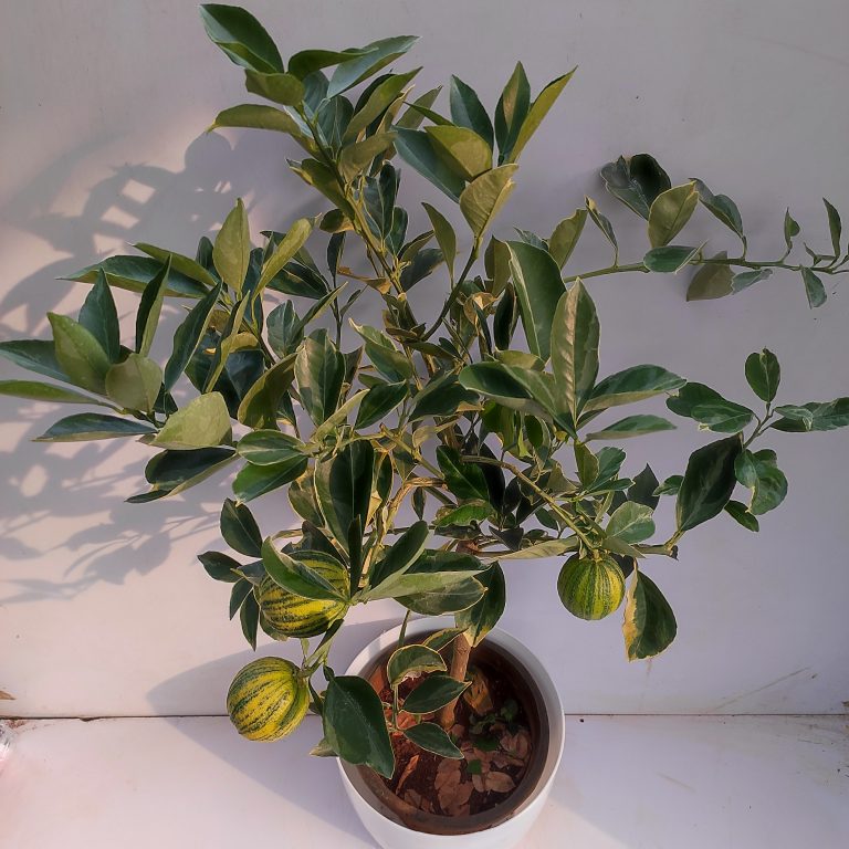 Variegated Mosambi Grafted Plant | Sweet Lime | Premium Dual-Color Variety — photo 2