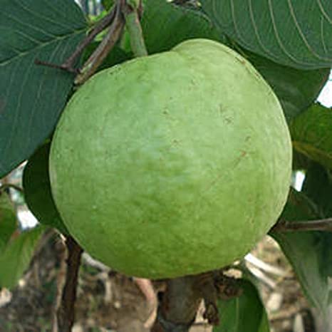 Allahabad Guava Plant | Large Sweet Guava | Premium High-Yield Variety — photo 2