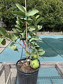 Allahabad Guava Plant | Large Sweet Guava | Premium High-Yield Variety — photo 3